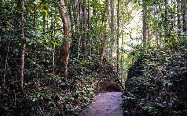 istock Rainforest In Thee Lor Sue Waterfall Park, Thailand 1075944296