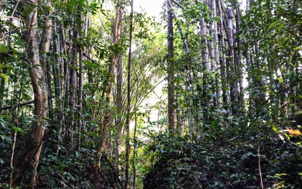 istock Rainforest In Thee Lor Sue Waterfall Park, Thailand 1075946164