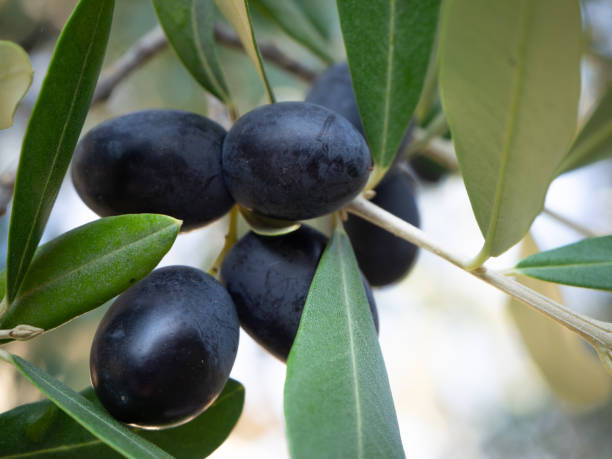istock Close up of black olives on the tree 1075946646