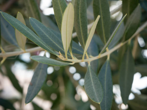 istock Close up of olive tree branch 1075946978