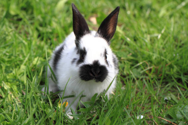istock black and white rabbit in the grass 1075947682