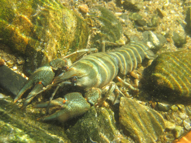 istock river blue cancer in water 1075949886
