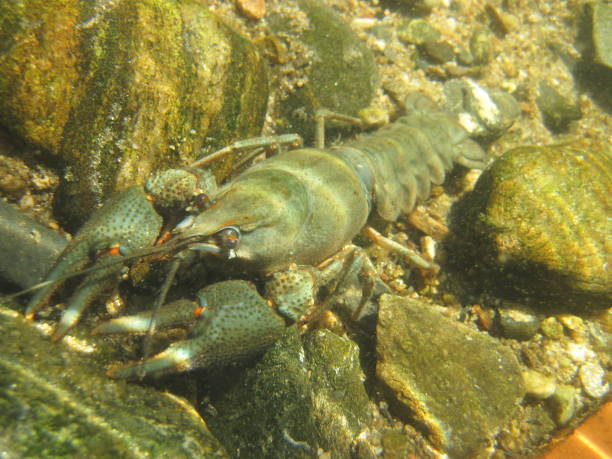 istock river blue cancer in water 1075950220