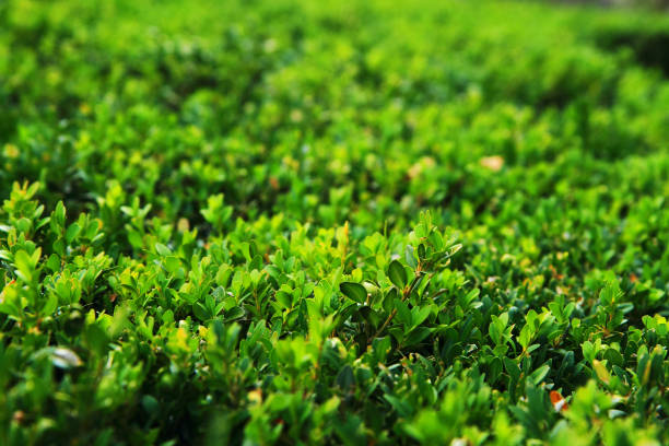 istock green fence detail 1075952610