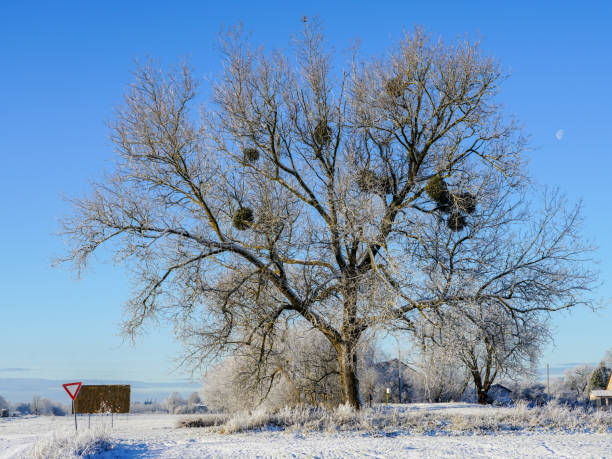 istock europen mistletoe in winter, attached to their host maple tree 1075952646