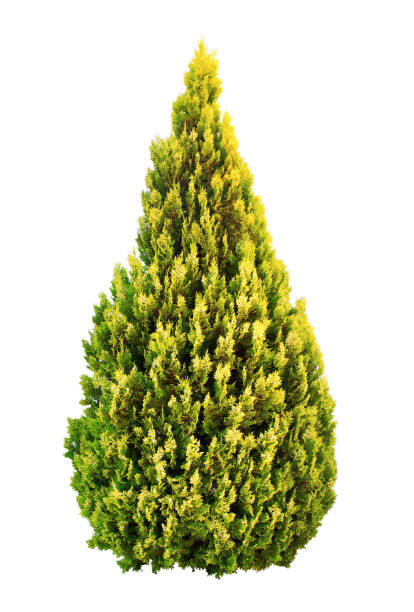 istock Thuja golden color well maintained. White background. 1075953172