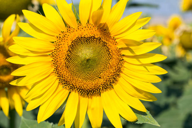 istock Sunflower field agriculture 1075953202