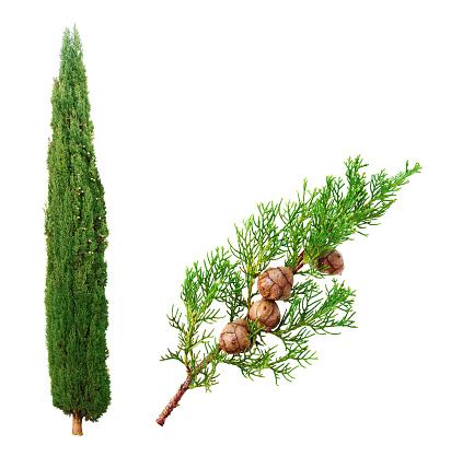 General pace of the tree and close-up on a branch carrying the cypress nuts.