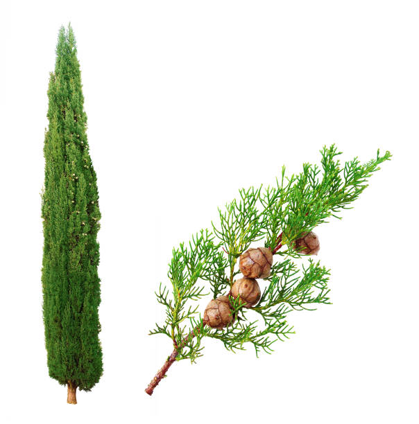 Cypress and twig bearing fruits on a white background stock photo