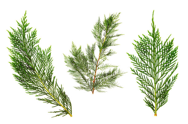 istock Green thuja sprigs, isolated on white background. 1075957014