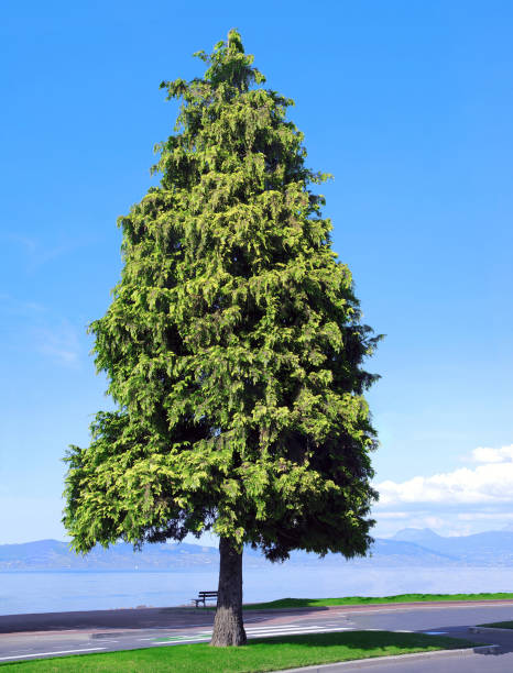 Giant Thuja isolated in a park. The tree is old, it is big, magestuous in isolated element. evian les bains stock pictures, royalty-free photos & images