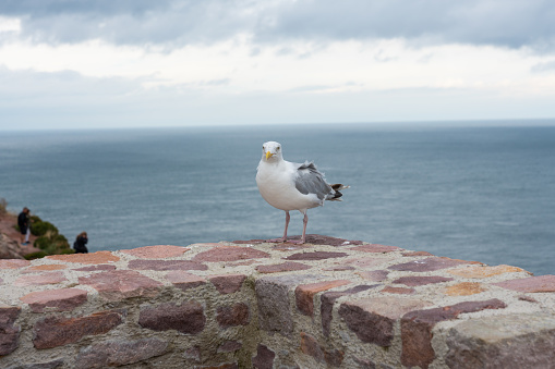 Seegull sitting on a wall at the ocean shore