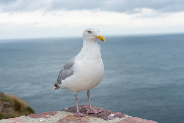 istock Seagull at the ocean shore 1075958814