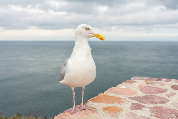 istock Seagull at the ocean shore 1075958924