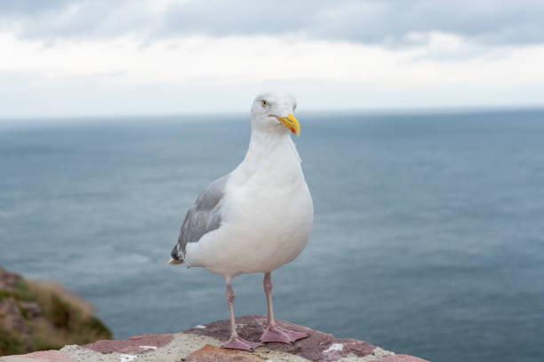 Seegull sitting on a wall at the ocean shore