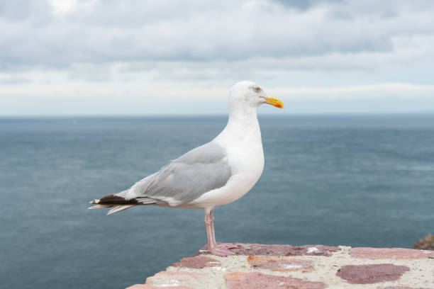istock Seagull at the ocean shore 1075959128
