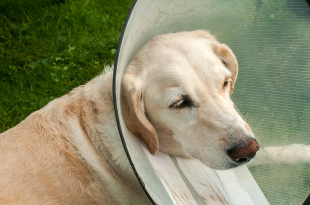 istock Labrador dog with medical collar 1075964634