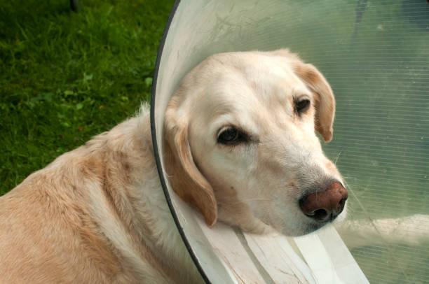 istock Labrador dog with medical collar 1075964656