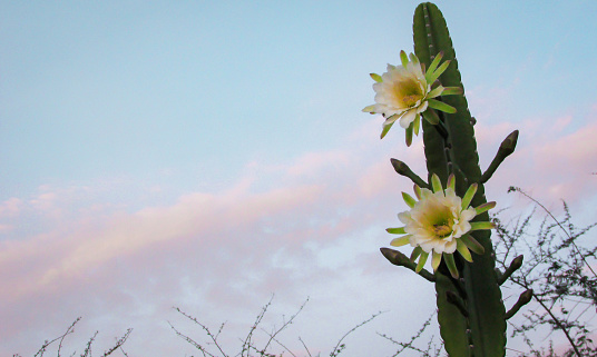 beautiful flowers of a traditionally Brazilian cactus, mandacaru, common cacti of the caatinga biome, and serves as food for people and animals, and ornamentation