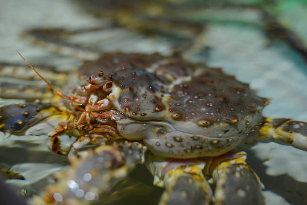 istock Live Red King crab at fish market. 1075973338