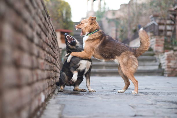 cani randagi che combattono per una strada di tbilisi, georgia. - cane morde coda foto e immagini stock