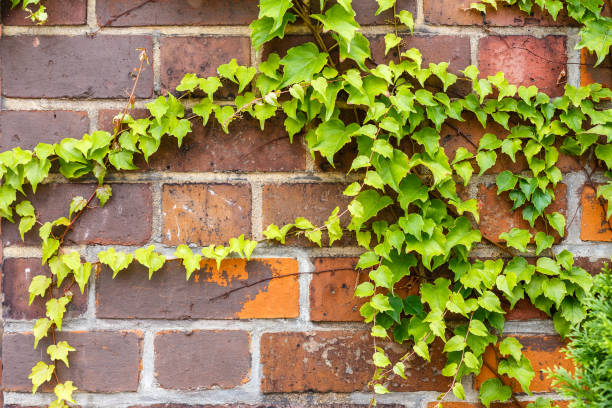 istock Wild grapes climbing a brick wall background. 1075977088