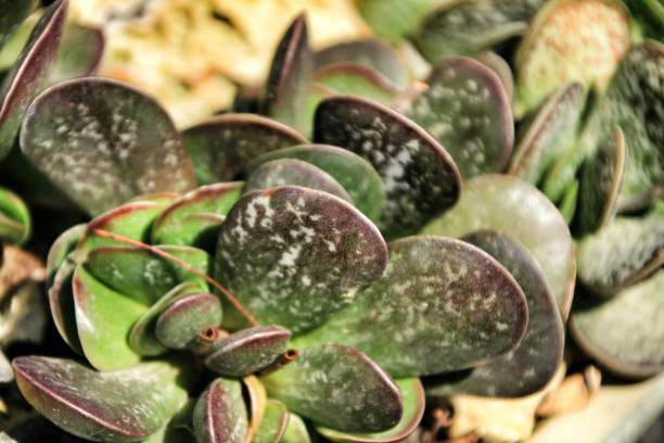 istock Beautiful succulent plants in the garden 1075980700