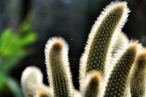 Cleistocactus Wineri cactus plant in the garden under the sun