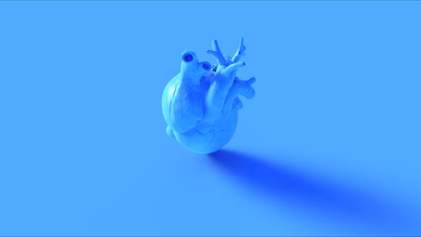 istock Blue Anatomical Heart Concept 1075982710