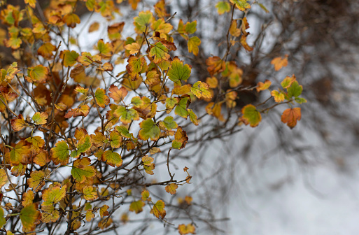 The autumn bush with yellow  faded foliage under the first snow background