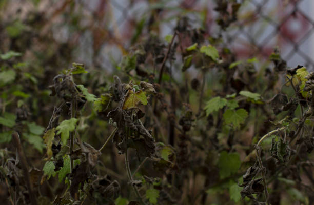 Withering wilting fading fall plants background stock photo