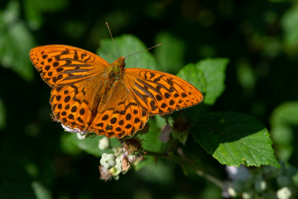 Silver-Washed Fritillary Butterfly Silver-Washed Fritillary at rest in the summertime. silver washed fritillary butterfly stock pictures, royalty-free photos & images