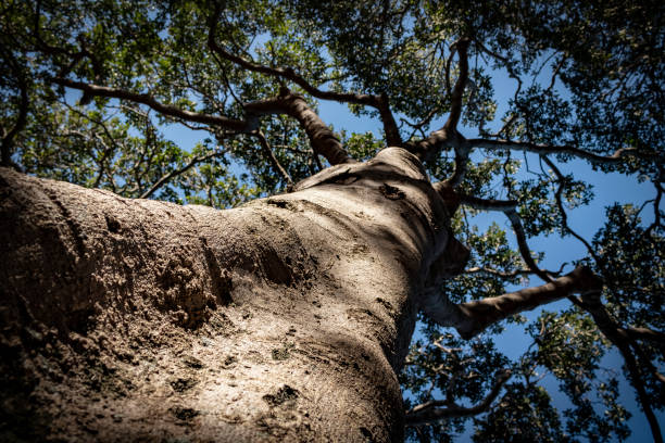istock The tree of life 1075988638