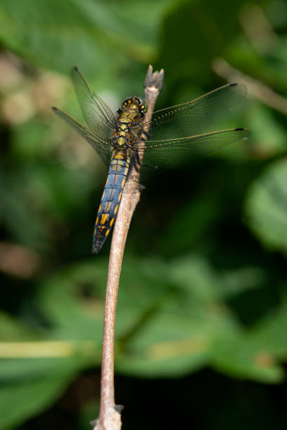 istock Black-tailed Skimmer Dragonfly 1075988814