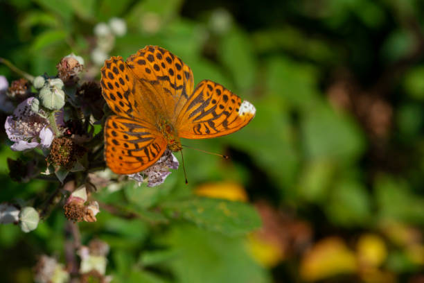 istock Silver-Washed Fritillary Butterfly 1075989226
