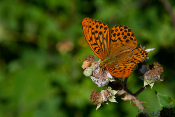 istock Silver-Washed Fritillary Butterfly 1075989724