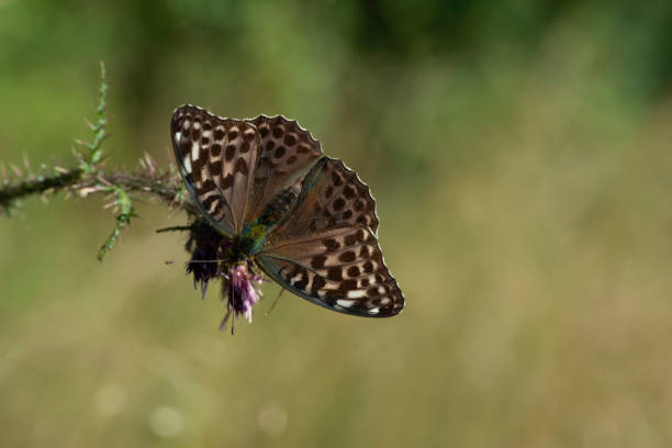 Rare Valezina form of Silver-Washed Fritillary Butterfly nectaring on Bramble