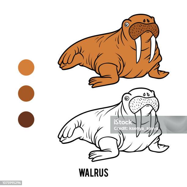 Coloring Book Walrus Stock Illustration - Download Image Now - Seal - Animal, Book, Sea