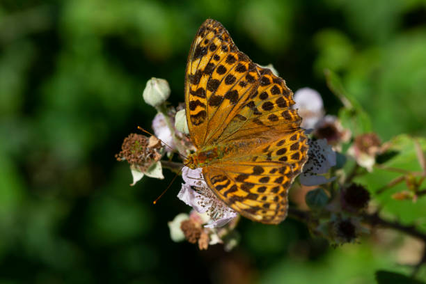 istock Silver Washed Fritillary Butterfly 1075995504