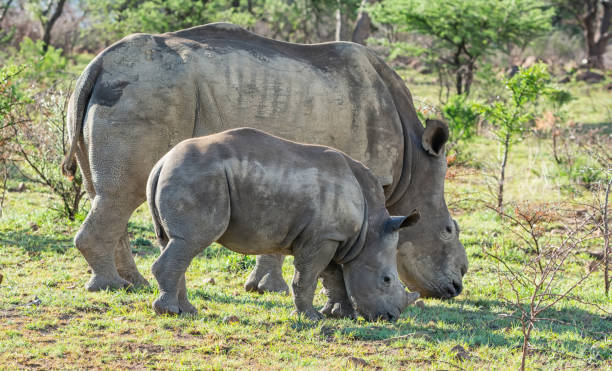 istock White Rhino Mother And Calf 1076003122