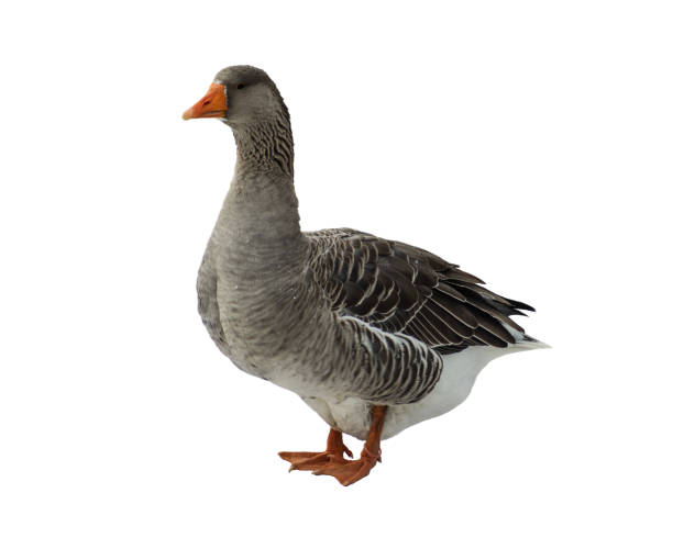 istock Domestic goose. Anser domesticus 1076008814