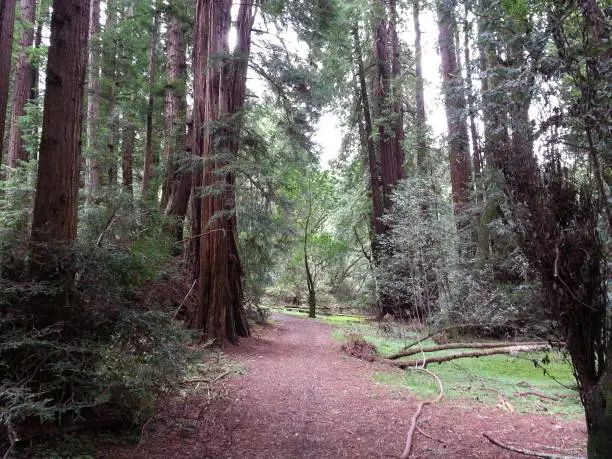 The path less traveled. Muir Woods