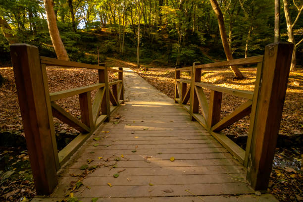 istock Wooden bridge in the forest 1076012538