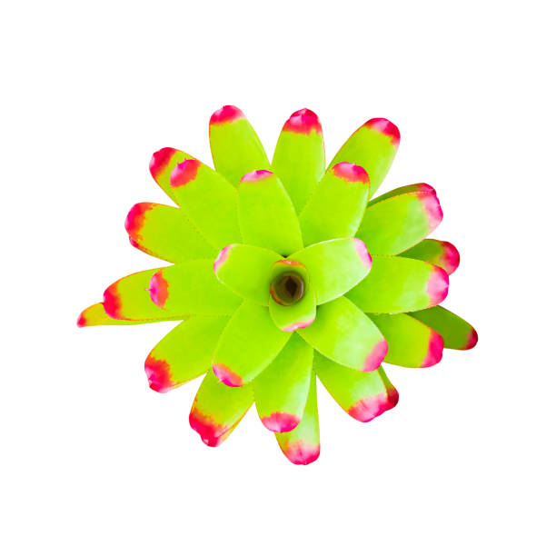 istock Bromeliads tree green leaves beautiful Neoregelia natural isolated on white background and clipping path (Scientific name Guzmania ligulata) 1076017540