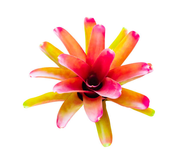 Bromeliads tree beautiful Neoregelia natural isolated on white background and clipping path (Scientific name Guzmania ligulata)
