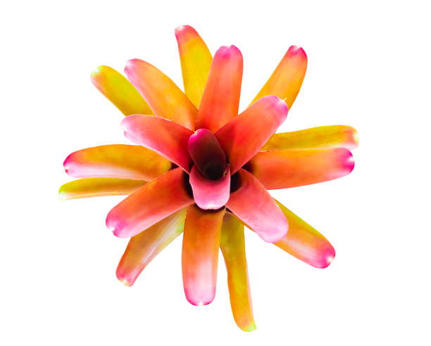 istock Bromeliads tree beautiful Neoregelia natural isolated on white background and clipping path (Scientific name Guzmania ligulata) 1076017556