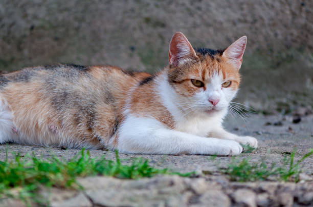 istock Close-up of a stray cat 1076023710