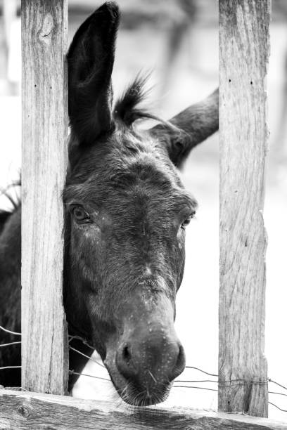 istock Black donkey behind a fence in a farm 1076027248