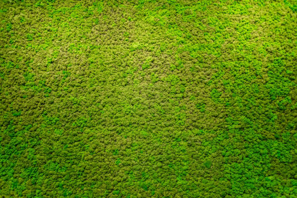 Green moss beautiful texture with good outdoor light