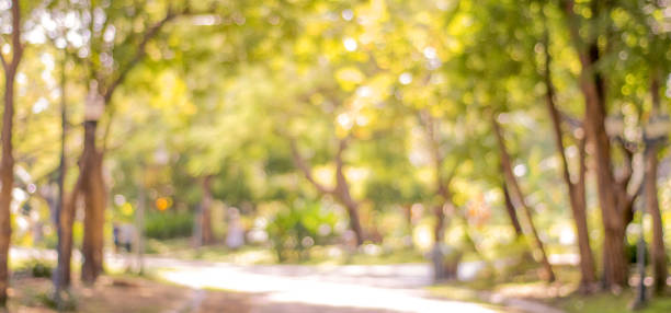 istock Blurred autumn nature outdoor background, Blur fall green park background 1076033284